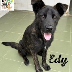 EDY