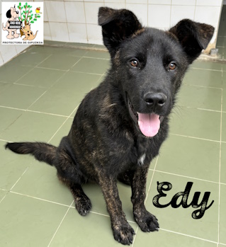 EDY