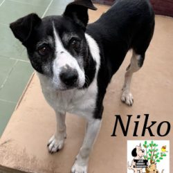 (Español) NIKO