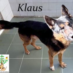 KLAUS