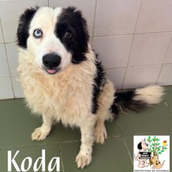 KODA