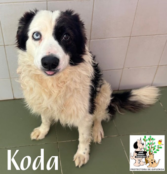 KODA