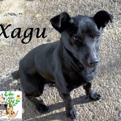 XAGU