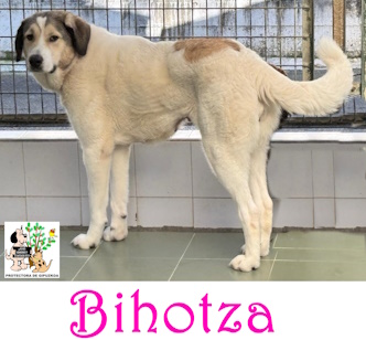 BIHOTZA