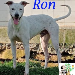 (Español) RON