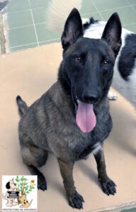 Adoptar perro: Amelie_3