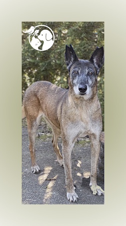 Freya, perro en adopción. Mestiza de Malinois, tamaño grande, 9 años.